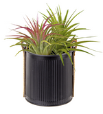 A black Mini Planter with Leather Handle - Black - Small by MyHomeDecor.ca holds vibrant air plants with long, spiky green and some red-tipped leaves. The plants appear healthy and lush, showcasing their unique foliage within the stylish small plant pot.
