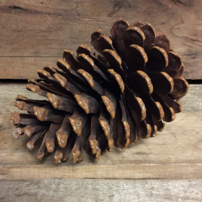 A Large Decorative Pinecone - Brown from MyHomeDecor.ca lies on a wooden surface, with its scales fanned out widely. The background consists of wooden planks, giving a rustic touch to the scene. Perfect for winter decor, the pine cone's natural texture and intricate details are clearly visible.