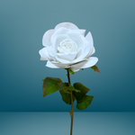 White Fresh Touche Rose