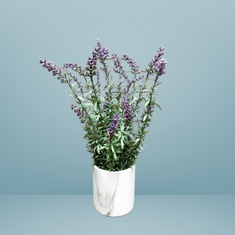 Lavender Bush In A Pot