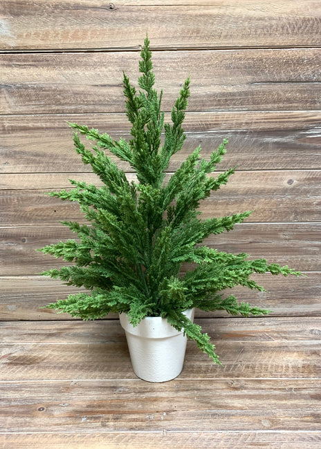 A small 18'' potted Monterey Cypress Bush - White Planter from MyHomeDecor.ca sits against a wooden background. The tree has lush, vibrant green foliage with upward-reaching branches. The round white pot contrasts with the rustic wood, creating a simple and natural aesthetic.