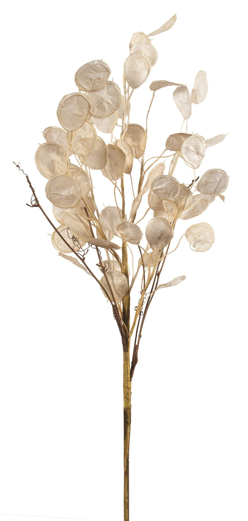 A Silver Dollar Branch - Ivory Paper (Lunaria annua) with several translucent, coin-shaped seed pods. The delicate seed cases are papery and light brown, attached to thin ivory and beige branches. The image has a plain white background. Available from MyHomeDecor.ca.