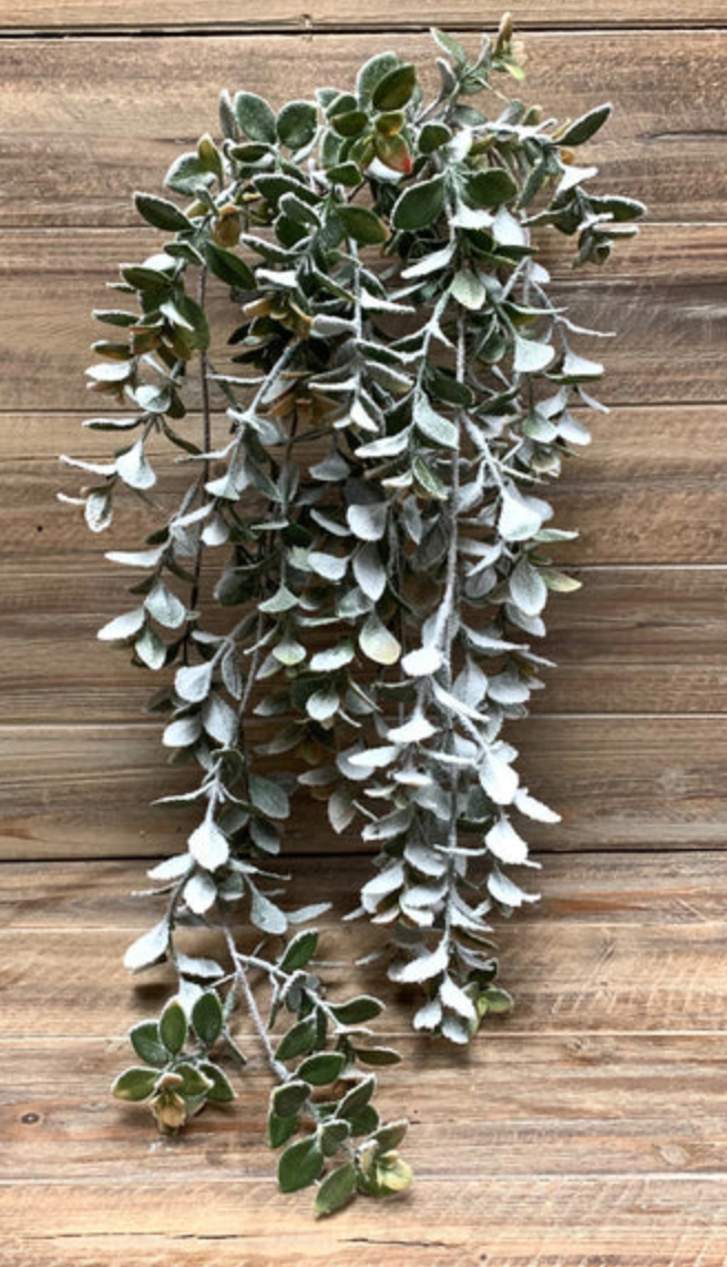 Snowy Hanging Bush - Green Agalia