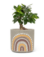 A bonsai tree with lush green leaves in the Small Boho Planter - Rainbow by MyHomeDecor.ca. The pot, resembling New Mexico folk-art style rainbow, features an artistic design with hand-painted earthy tones of ochre, rust, white, and gray. The tree's trunk is thick and has a slight twist.