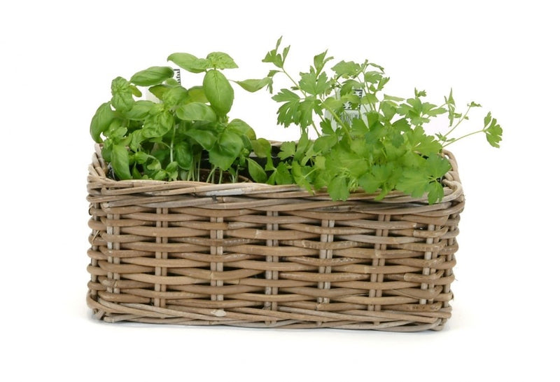 A Rectangular Kubu - Lined filled with fresh green herbs, including basil and parsley, against a white background. The rectangular planter's woven pattern showcases the vibrant, leafy herbs sprouting from it, making it a perfect garden decoration by MyHomeDecor.ca.